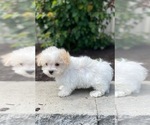 Small #1 Maltipoo