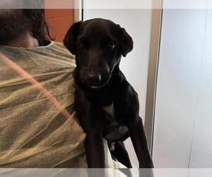 Labrador Retriever Dogs for adoption in Pueblo, CO, USA