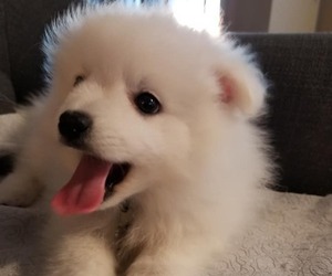 Japanese Spitz Puppy for sale in Redwater, Alberta, Canada