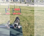 Small #1 English Bulldogge