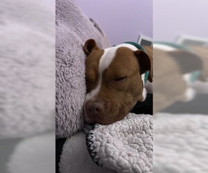 Bambee - Female American Pit Bull Terrier-Unknown Mix Dog for Adoption - Photo #5
