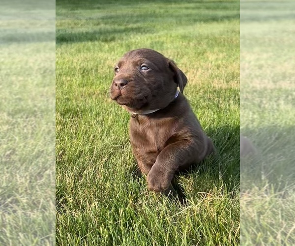 Medium Photo #38 Labrador Retriever Puppy For Sale in FREDERICKSBG, OH, USA