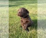 Small Photo #38 Labrador Retriever Puppy For Sale in FREDERICKSBG, OH, USA