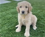 Small Photo #38 Goldendoodle Puppy For Sale in PHOENIX, AZ, USA