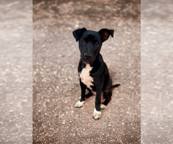 Medium Photo #3 Mutt Puppy For Sale in Greenville, SC, USA
