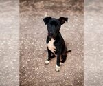 Small Photo #3 Mutt Puppy For Sale in Greenville, SC, USA