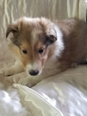 Collie Puppy for sale in WINONA, MO, USA