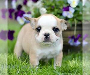 French Bulldog Puppy for sale in RONKS, PA, USA