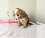 Small Photo #4 Cavapoo-Poodle (Miniature) Mix Puppy For Sale in DUNNVILLE, KY, USA