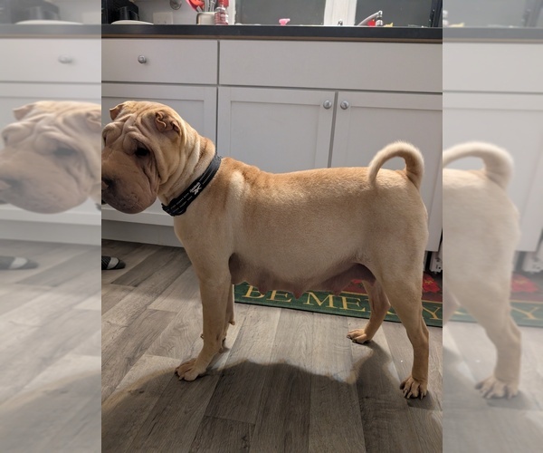 Medium Photo #1 Chinese Shar-Pei Puppy For Sale in MILAN, IL, USA