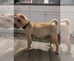 Small Photo #1 Chinese Shar-Pei Puppy For Sale in MILAN, IL, USA