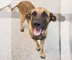 Small #1 German Shepherd Dog Mix