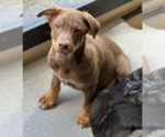 Small Photo #8 Mutt Puppy For Sale in Redmond, WA, USA