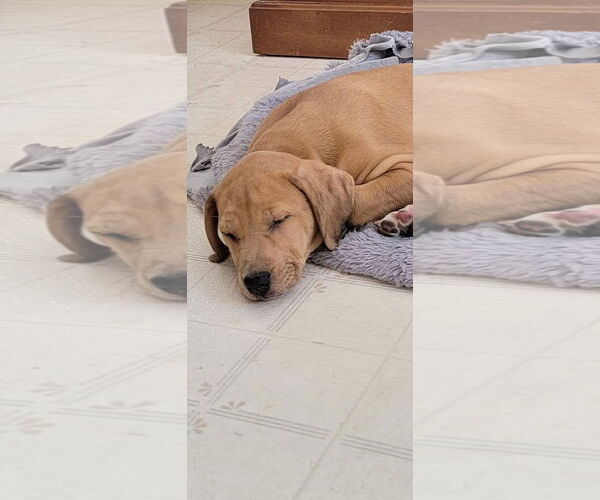 Medium Photo #3 Catahoula Leopard Dog-Unknown Mix Puppy For Sale in New London, WI, USA