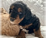 Image preview for Ad Listing. Nickname: Nutmeg