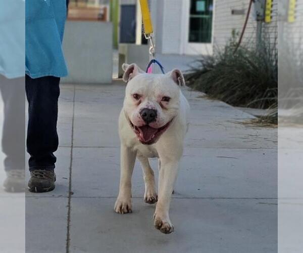 Medium Photo #1 American Bulldog-Unknown Mix Puppy For Sale in Las Vegas, NV, USA