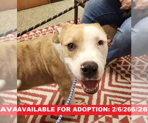 American Bulldog-Unknown Mix Dogs for adoption in Williamsburg, IA, USA