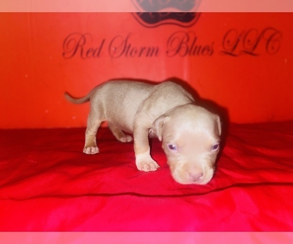 Medium Photo #11 American Bully Puppy For Sale in TRENTON, NJ, USA