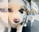Puppy TAYLOR Miniature Australian Shepherd