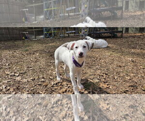 Great Pyrenees-Unknown Mix Dogs for adoption in pomfret, CT, USA