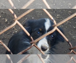 Small Photo #1 Australian Shepherd Puppy For Sale in FRESNO, CA, USA
