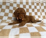 Small #7 Cockapoo (Miniature)