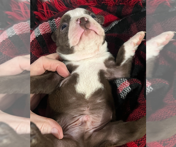 Medium Photo #3 Boston Terrier Puppy For Sale in NILES, MI, USA