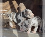 Small #5 Great Dane