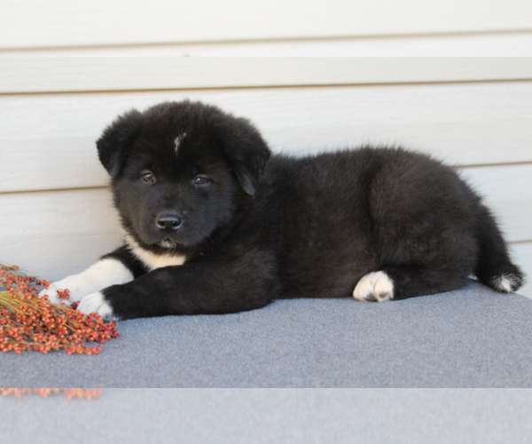 Medium Photo #2 Akita Puppy For Sale in FRESNO, OH, USA
