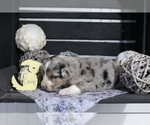 Small Photo #1 Australian Shepherd Puppy For Sale in SEARS, MI, USA