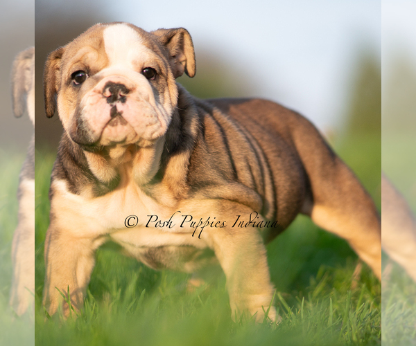 Medium Photo #12 English Bulldog Puppy For Sale in WARSAW, IN, USA