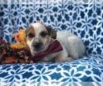 Small Photo #2 Australian Cattle Dog-Jack Russell Terrier Mix Puppy For Sale in LAKELAND, FL, USA