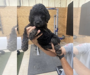 Goldendoodle Puppy for sale in HICKORY FLAT, MS, USA