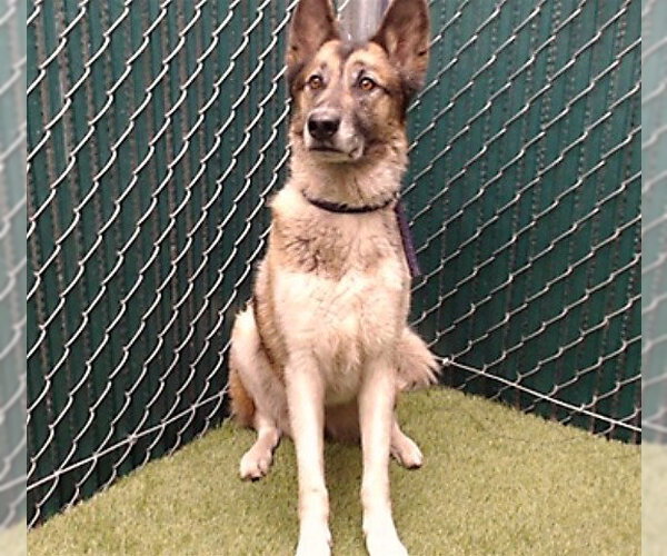 Medium Photo #1 Siberian Husky Puppy For Sale in Downey, CA, USA