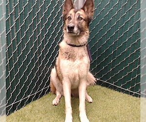 Siberian Husky Dogs for adoption in Downey, CA, USA