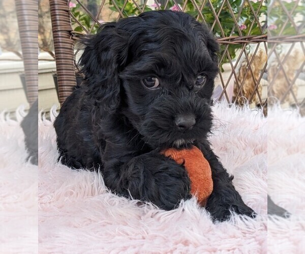 Medium Photo #12 Cock-A-Poo Puppy For Sale in SALEM, MO, USA