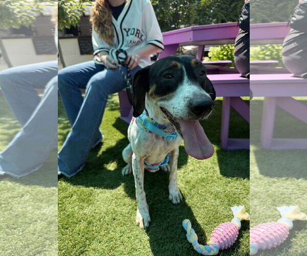 Medium Photo #10 American Foxhound-Beagle Mix Puppy For Sale in Holly Springs, NC, USA