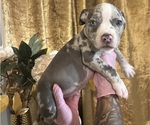 Puppy Puppy 8 American Bully