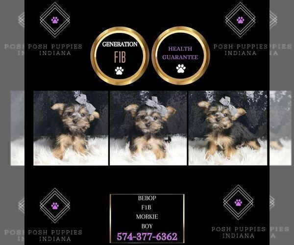 Medium Photo #64 Morkie Puppy For Sale in WARSAW, IN, USA