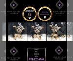 Small Photo #64 Morkie Puppy For Sale in WARSAW, IN, USA