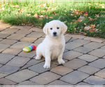 Small #3 English Cream Golden Retriever