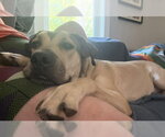 Small #2 Mutt