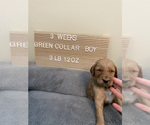 Small Photo #3 Goldendoodle Puppy For Sale in FREDERICA, DE, USA