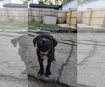 Small #5 America Bandogge Mastiff