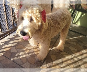 Goldendoodle Puppy for sale in ESCONDIDO, CA, USA