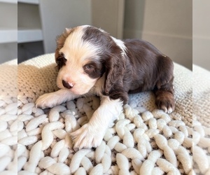 Cocker Spaniel Puppy for sale in MONTPELIER, OH, USA