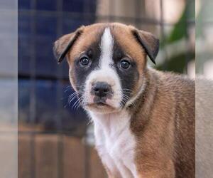 Boxer-Unknown Mix Dogs for adoption in San Diego, CA, USA