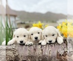 Puppy Library Litter English Cream Golden Retriever