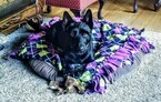 Small Photo #2 Scottish Terrier-Unknown Mix Puppy For Sale in GRAND MARAIS, MN, USA