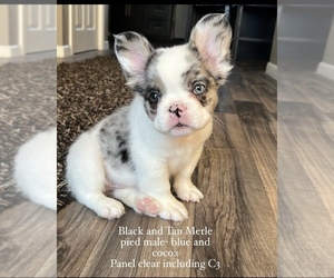 French Bulldog Puppy for Sale in LAURENS, Iowa USA